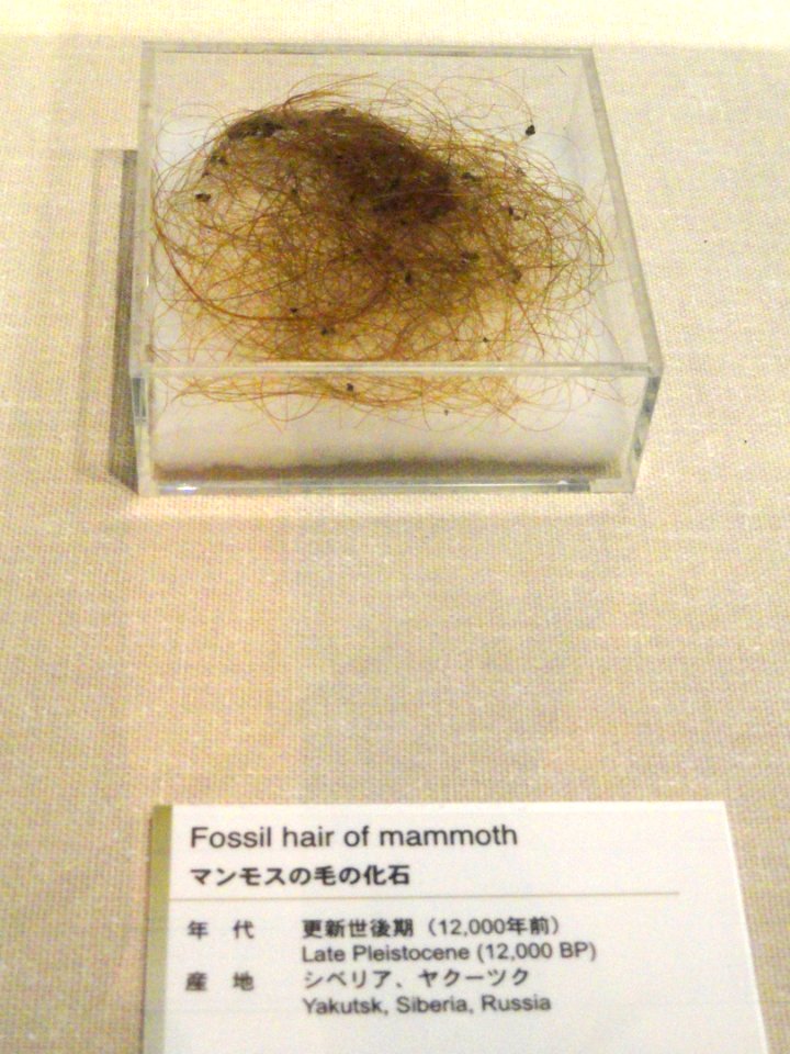 Mammoth hair - Kyoto University Museum - DSC06421