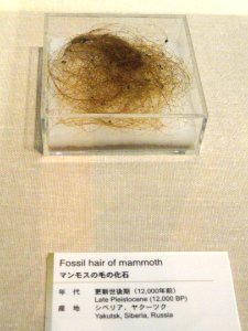 Mammoth hair - Kyoto University Museum - DSC06421