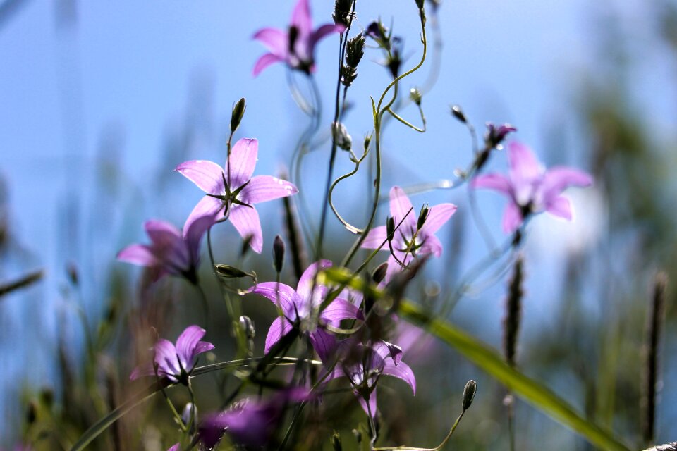 Meadow nature plant