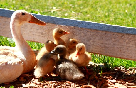 Mama Duck with Ducklings Public Domain