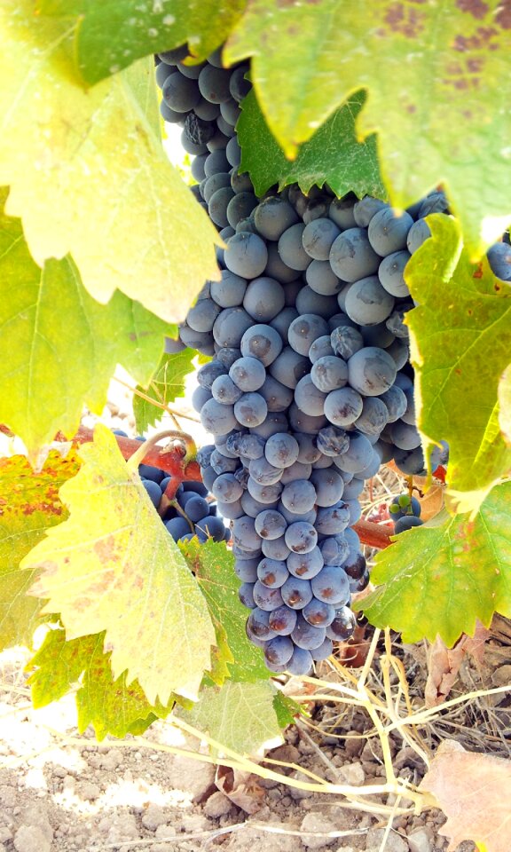 Fruit vine parra