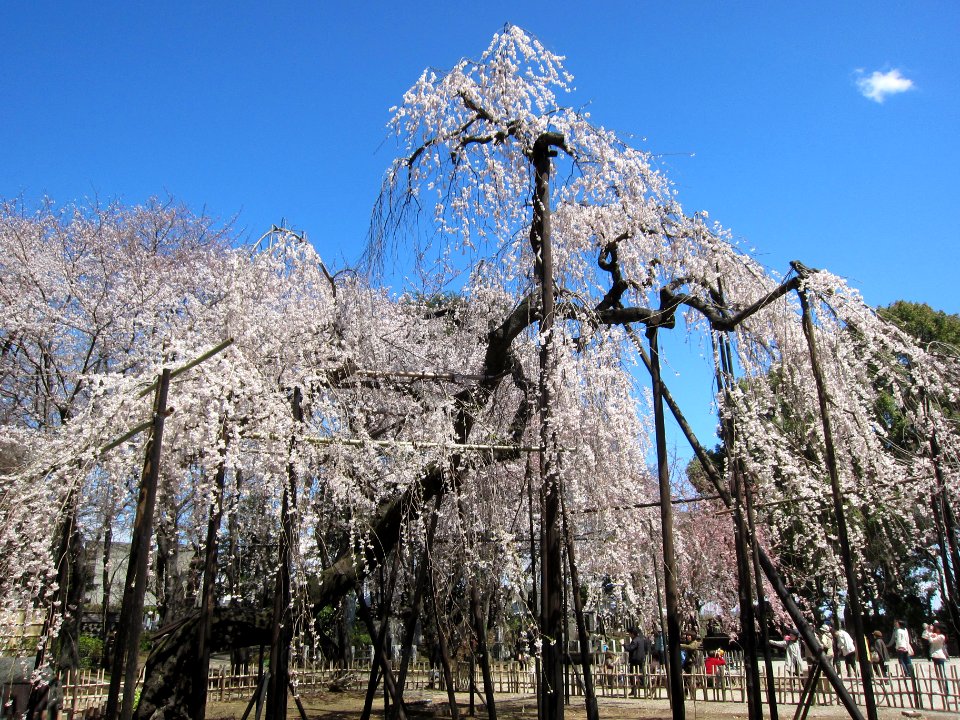 Mamasan Guhoji Fushihimezakura