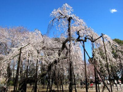 Mamasan Guhoji Fushihimezakura