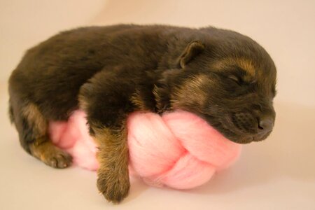 Pet dog cute