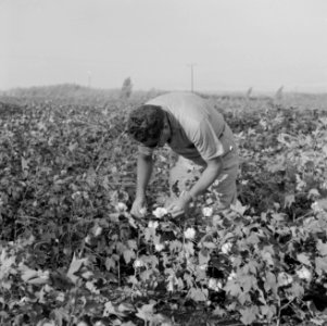 Man inspecteert planten met rijpende katoen, Bestanddeelnr 255-4275