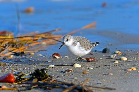 Sanderling north sea birds