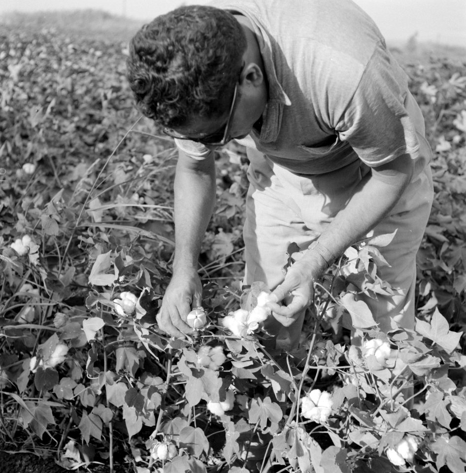 Man inspecteert planten met rijpende katoen, Bestanddeelnr 255-4276