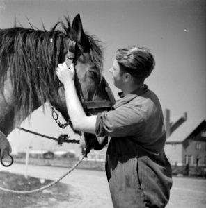 Man met een paard in het Joodse werkdorp in de Wieringermeer, Bestanddeelnr 254-4922