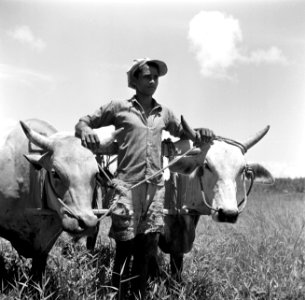 Man met karbouwen, Bestanddeelnr 252-5550