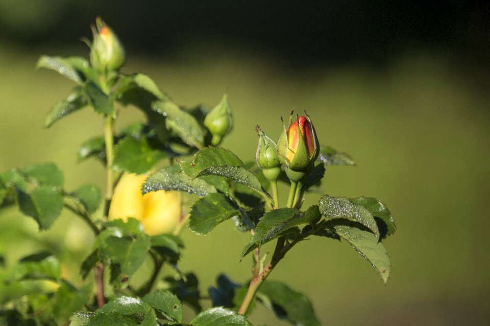 Yellow summer july