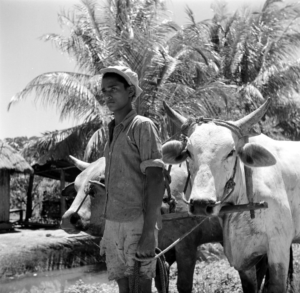 Man met karbouwen, Bestanddeelnr 252-5551