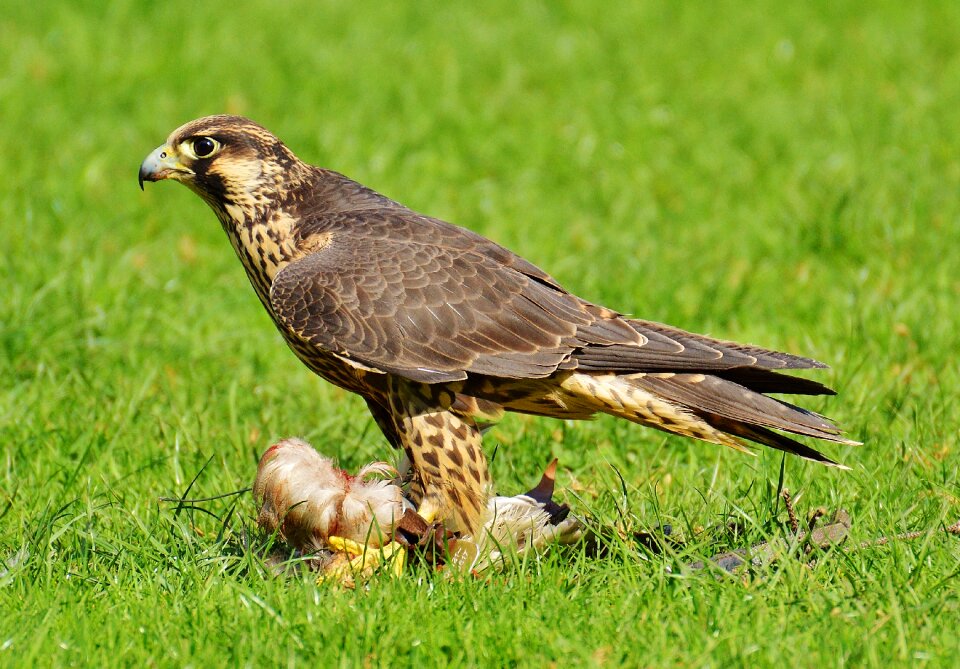 Access raptor wild animal