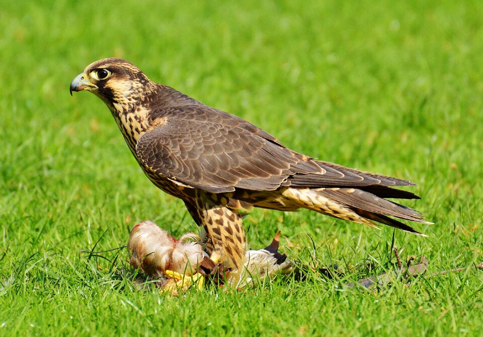 Access raptor wild animal photo