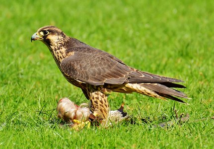 Access raptor wild animal