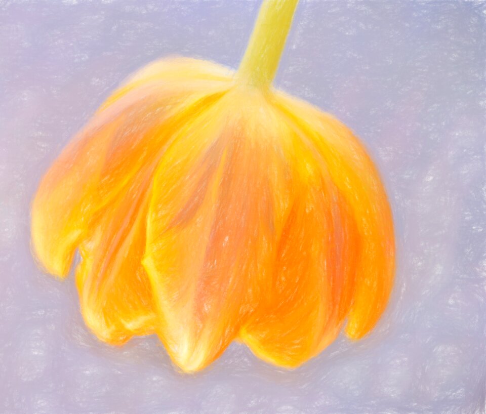 Tulip blossom bloom