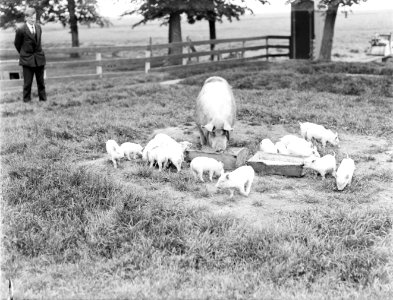 Man kijkt naar varken met biggetjes, Bestanddeelnr 252-0540