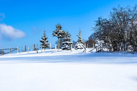 Snowy trees fir trees photo