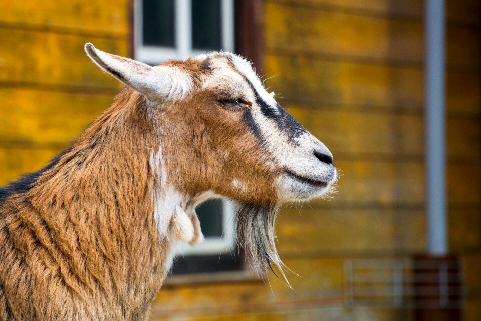 Petting zoo goatee nature