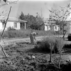 Man aan het werk bij kibboets Kiwath Brenner, Bestanddeelnr 255-0563 photo