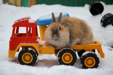 Hare animals animal