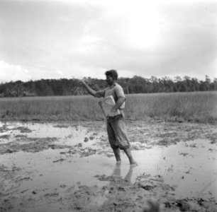 Man aan het zaaien in de Nickeriepolder, Bestanddeelnr 252-5596