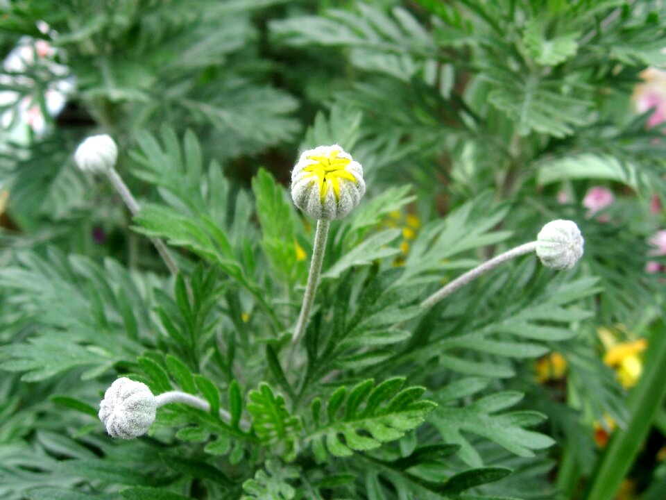 Chrysanthemum daisy lily ops daisy