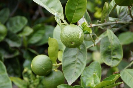 Sour green vitamins
