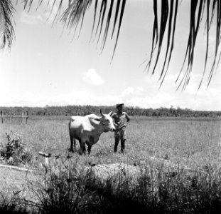 Man met os, Bestanddeelnr 252-5549