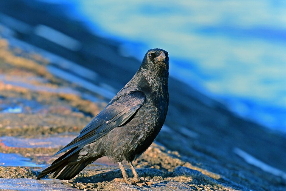 Carrion crow birds corvidae