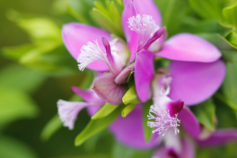 Garden doga spring photo