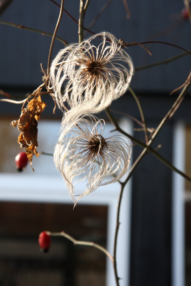 Minus flowers flower