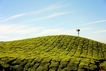 Field grass hill