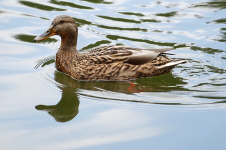 Pond forest female mallard