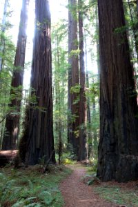 Mahan Plaque Loop Trail - Humboldt Redwoods State Park - DSC02447