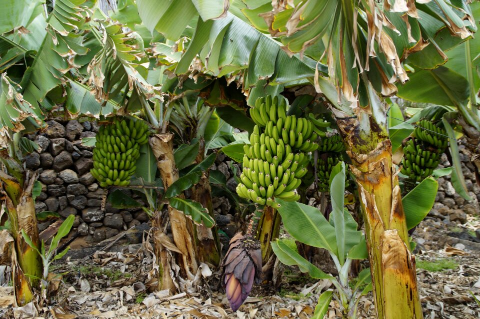 Banana banana plant green
