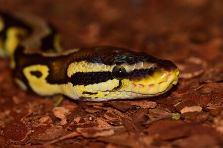 Python scale ball python photo