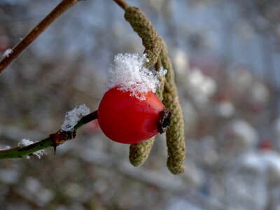 Cold nature red photo