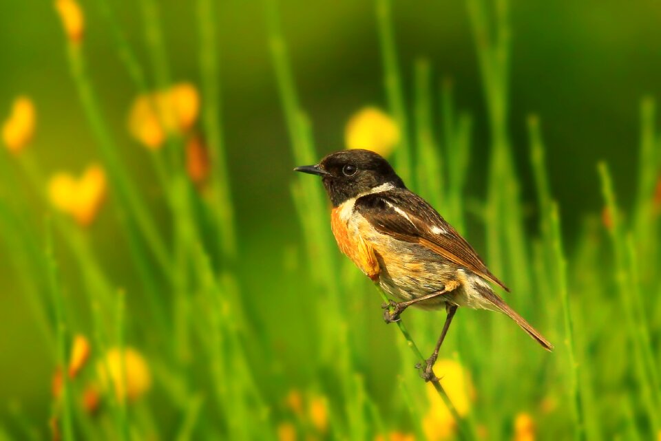 Bird nature green photo