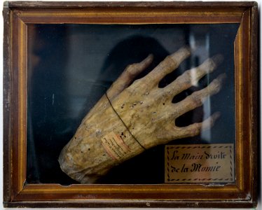 Main droite de la momie Musée Vannes 20082012 photo