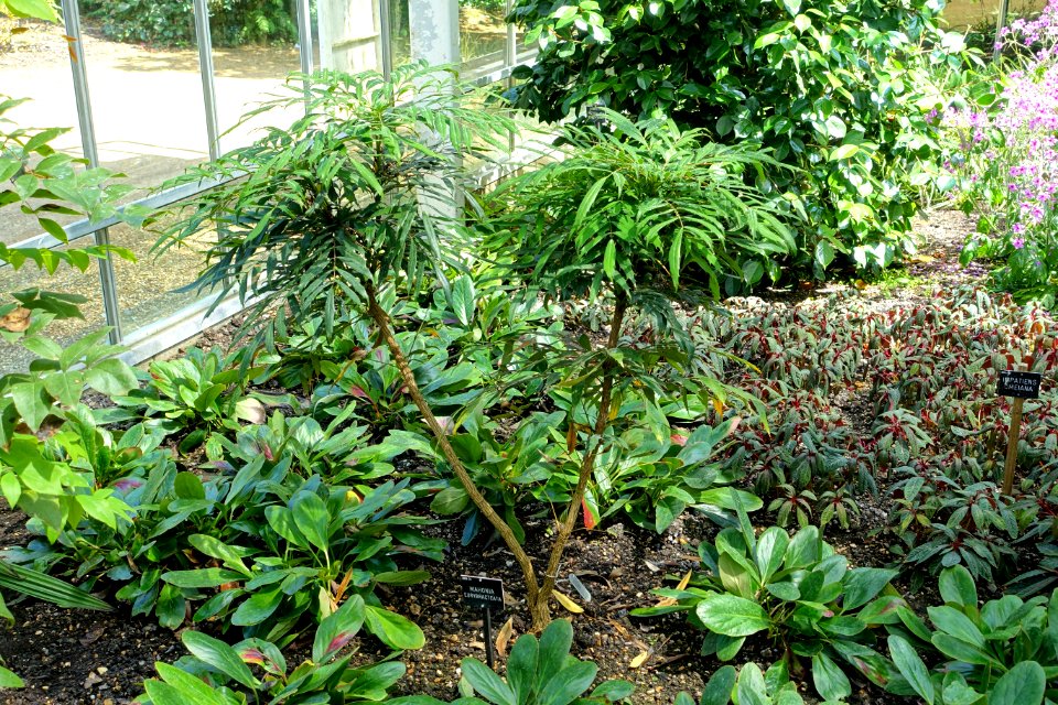 Mahonia eurybracteata - Savill Garden - Windsor Great Park, England - DSC06122
