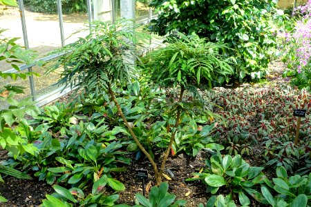 Mahonia eurybracteata - Savill Garden - Windsor Great Park, England - DSC06122