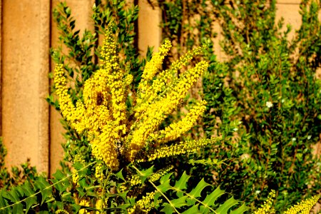 Mahonia - Palace of Fine Arts - San Francisco, CA - DSC02494 photo