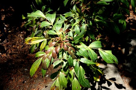Mahonia gracilipes - VanDusen Botanical Garden - Vancouver, BC - DSC07162 photo
