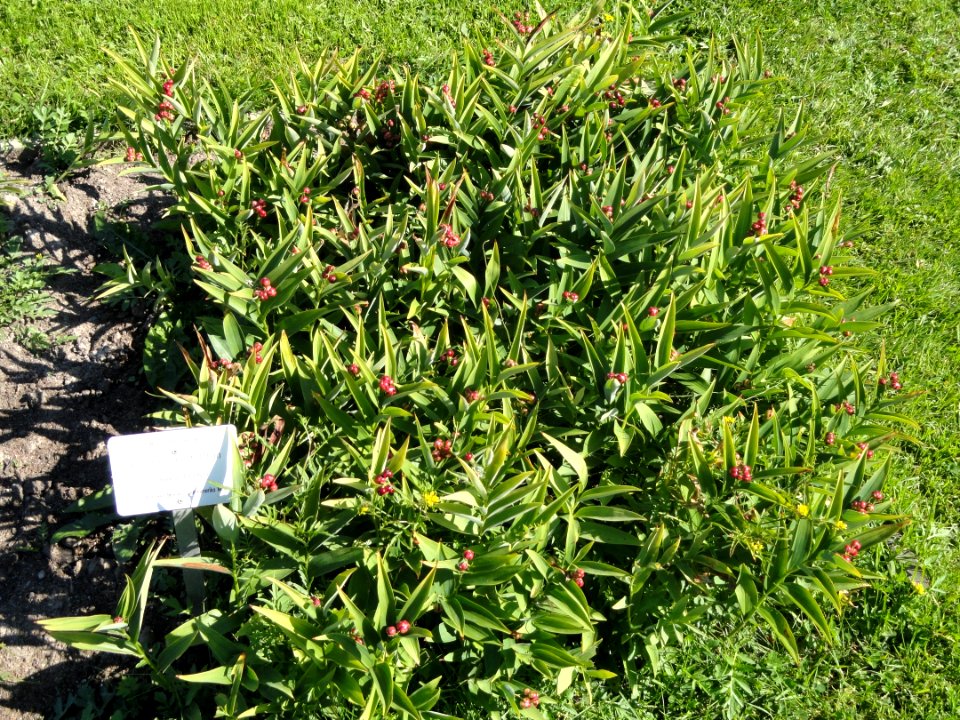 Maianthemum stellatum - Botanical Garden in Kaisaniemi, Helsinki - DSC03565