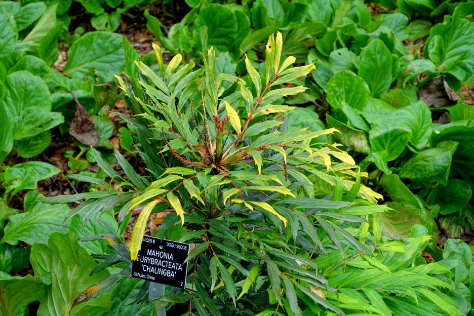 Mahonia eurybracteata 'Chalingba' - Hillier Gardens - Romsey, Hampshire, England - DSC04327