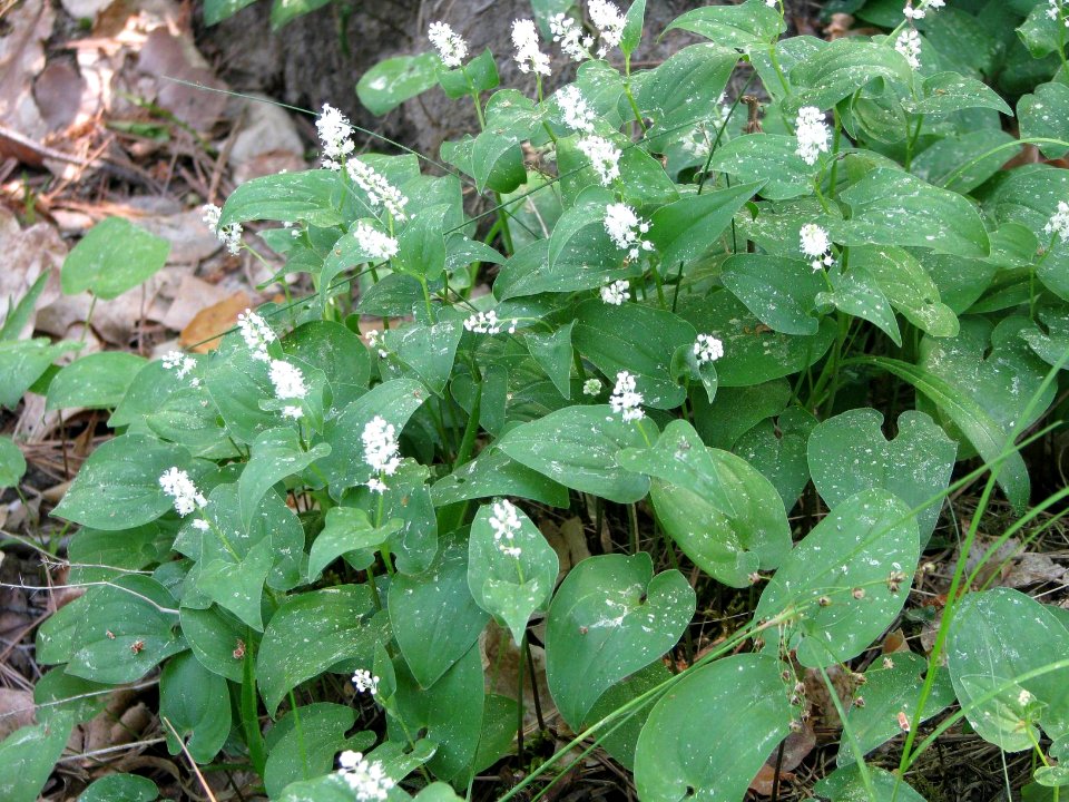 Maianthemum bifolium 6013