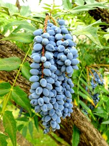 Mahonia - Giardino di Ninfa, Italy - DSC03110