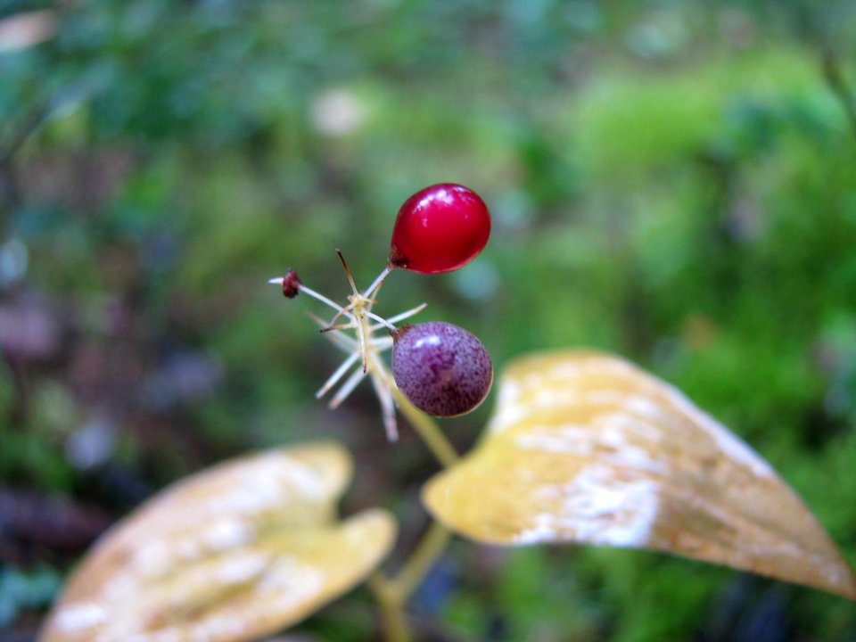 Maianthemum bifolium 9257