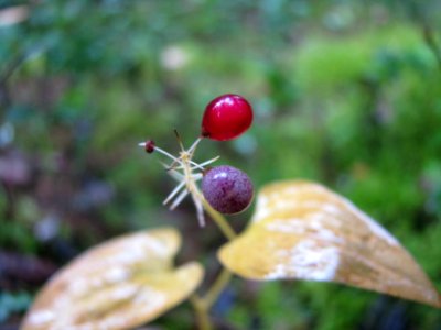 Maianthemum bifolium 9257