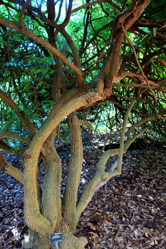 Mahonia duclouxiana - San Francisco Botanical Garden - DSC09805